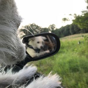 Meet your Posher, Abigail